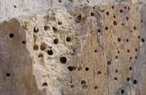 Woodworm Eradication